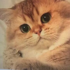 Meet your Posher, Dennis